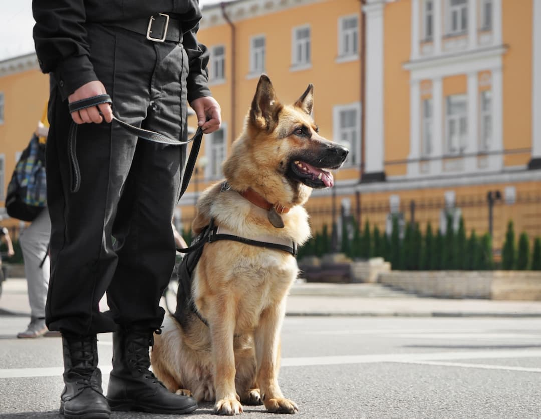 Specialist K-9 Division Image